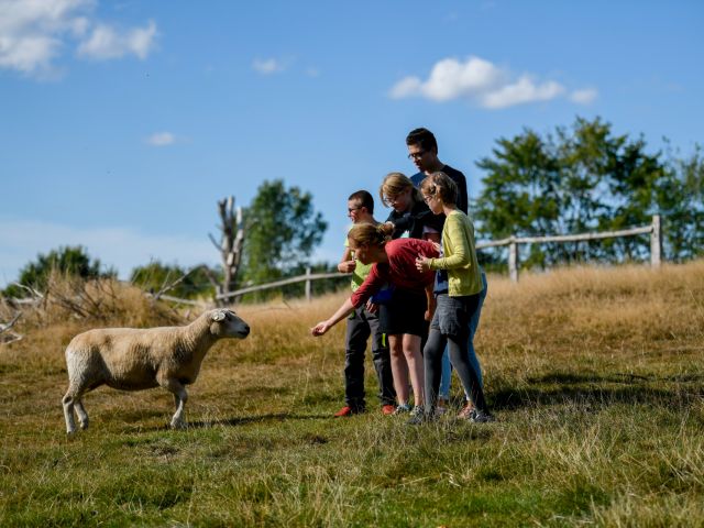 5 Kinder mit einem Schaf auf einer Wiese
